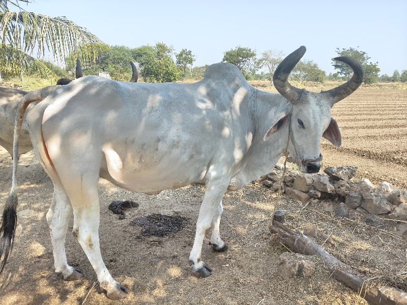 એક બળદ વેચવા નો...