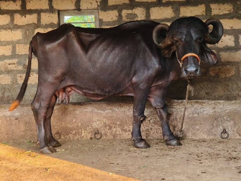 જાફરાબાદી ભેસ વ...