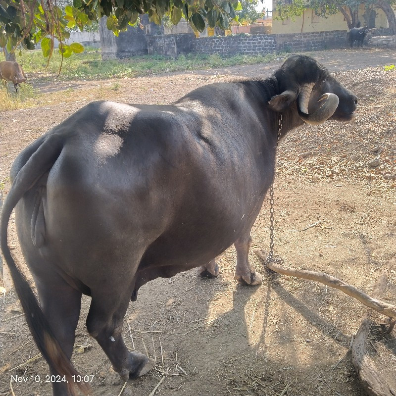 ભેંશ વેચવાની છે...