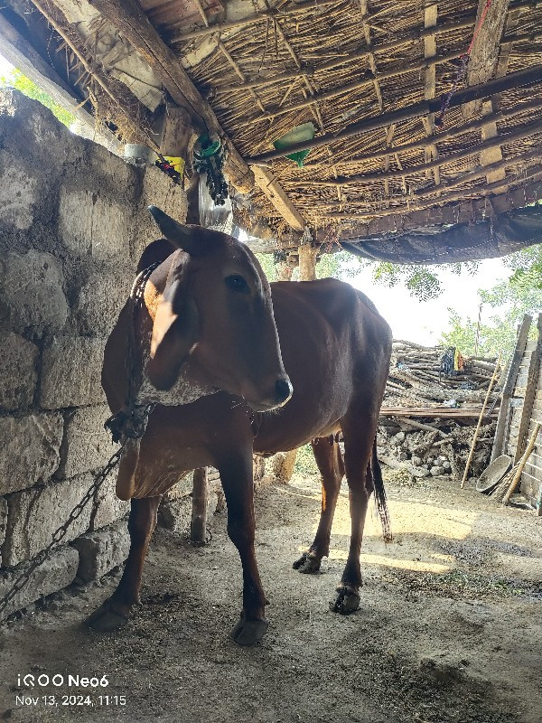 ગાય વેચવાની છે