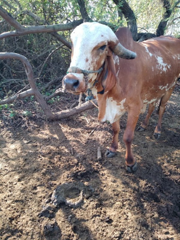 ગીર ગાય વેચવાની...