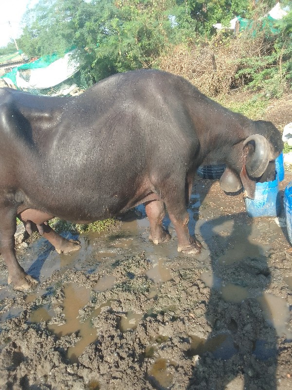 ભેશવેચવા નીછે ત...