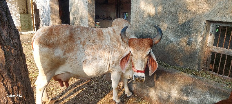 ગાય દેવાની  છે...