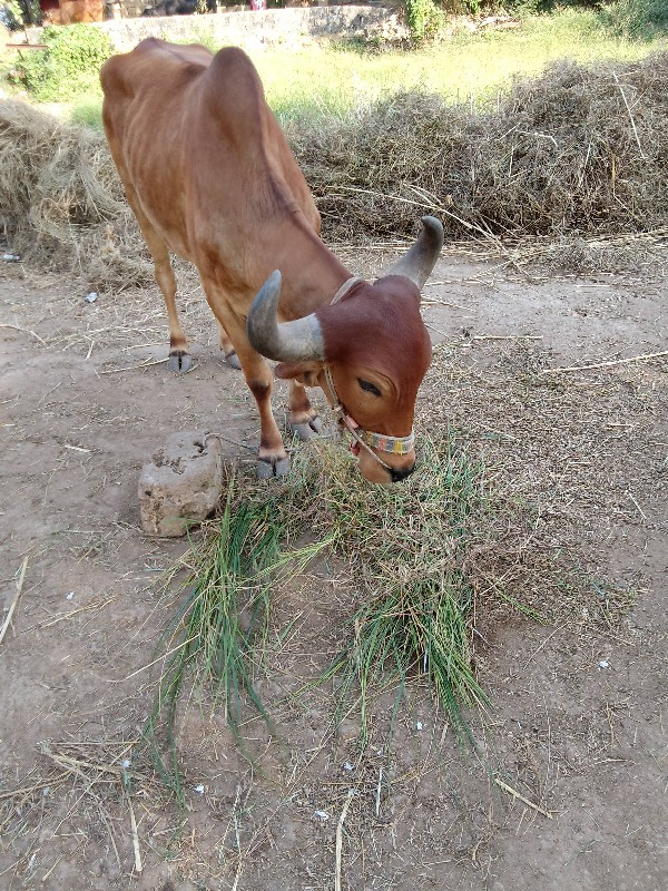 બળદ