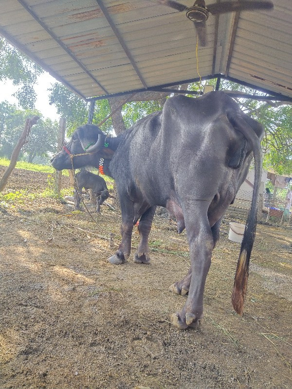 પેલું વેતર વિયા...