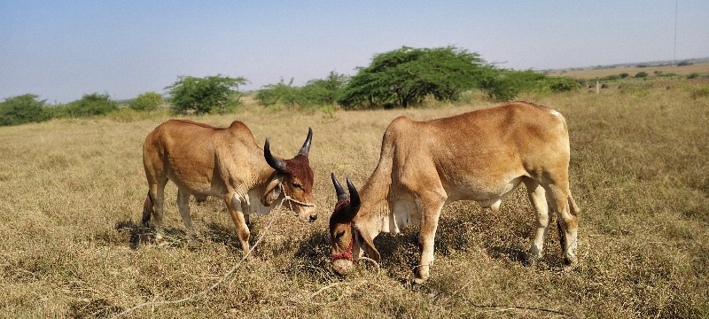 ગોધલા