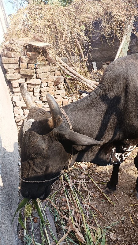 જર્સી કોર્સ ગાય