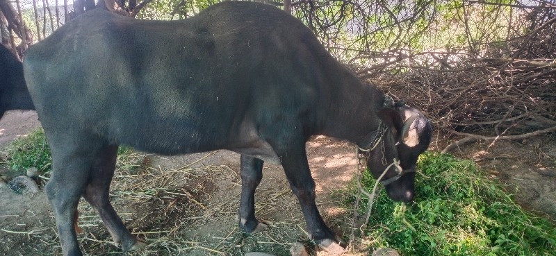 ખડેલી વેચવાની છ...