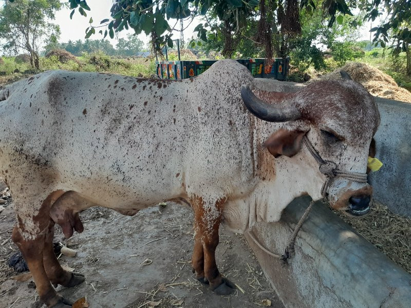 ગાય વૅચવાની છે