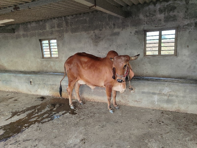 ગીર ગાય🐂🐄 વેચવા...