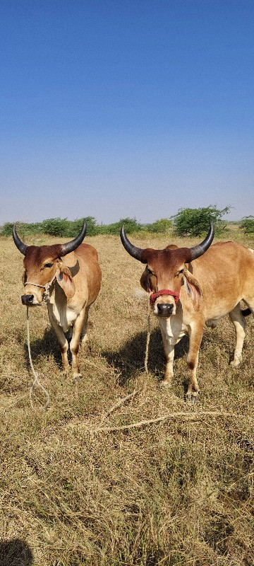 ગોધલા