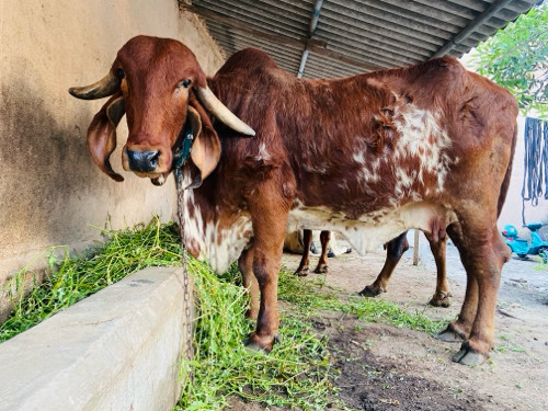 ગીર ગાય