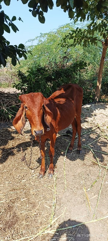 બે ગીર વાસડી‌ વ...