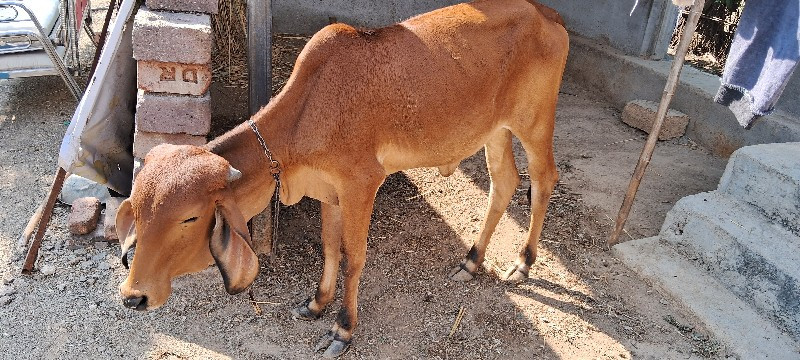 vachadi avlpava...