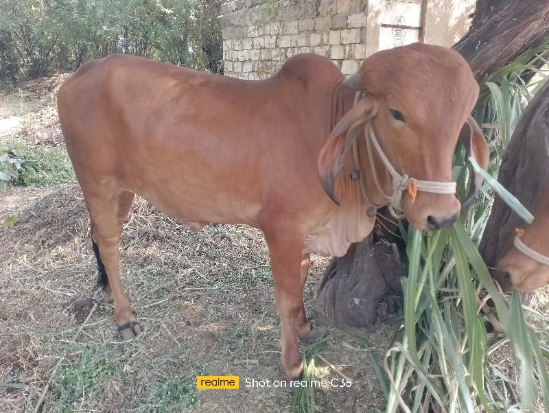 વેચવાની સે