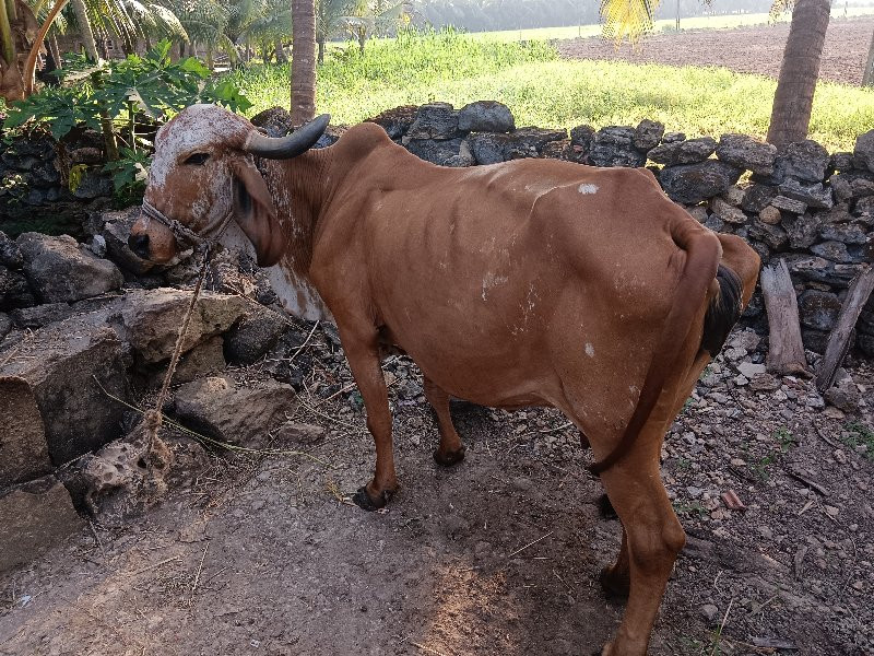 ગાય વેચવાની છે