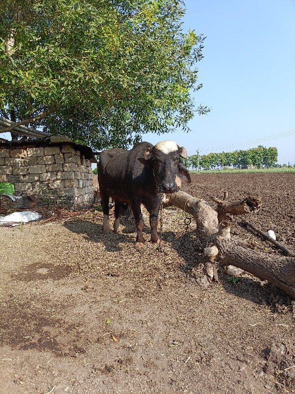 નવસાદરી ખડેલી વ...