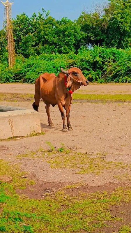 3 વેતર છે