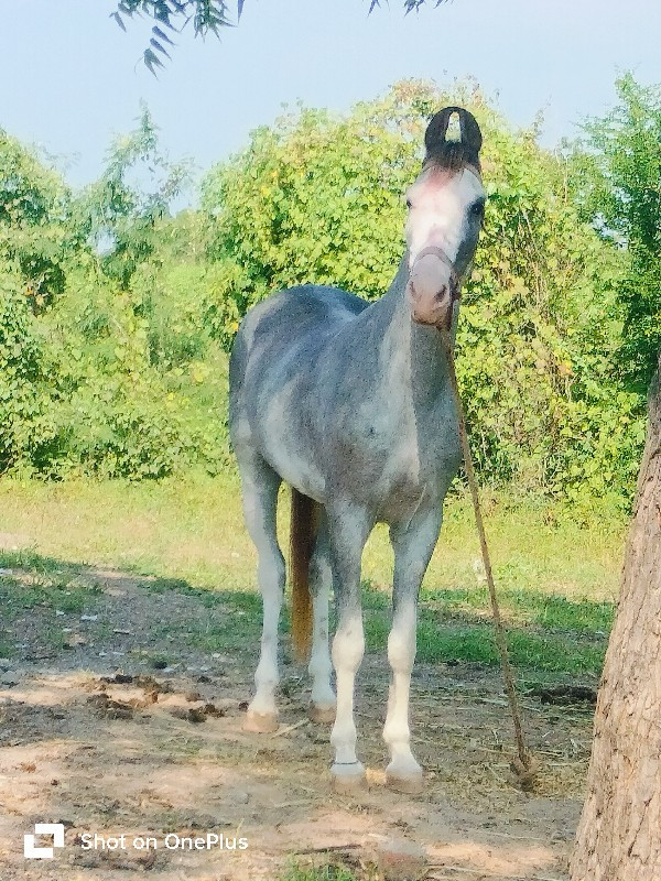 વશેરી