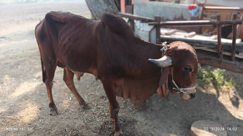 ગોઠલો