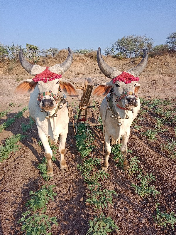 બળદ વેચવાના છે