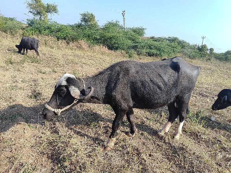 ખડેલુ વેચાવાનુ...