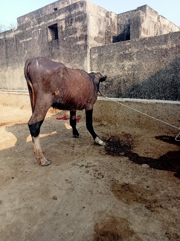 પાડી વેચવાની છે