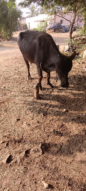 ભેંસ વેચવાની