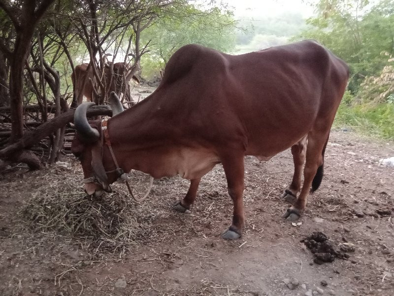 ગા