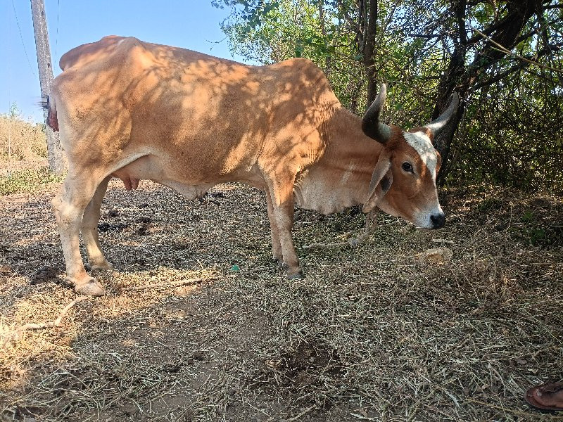 વઢીયારી ગાય મોં...