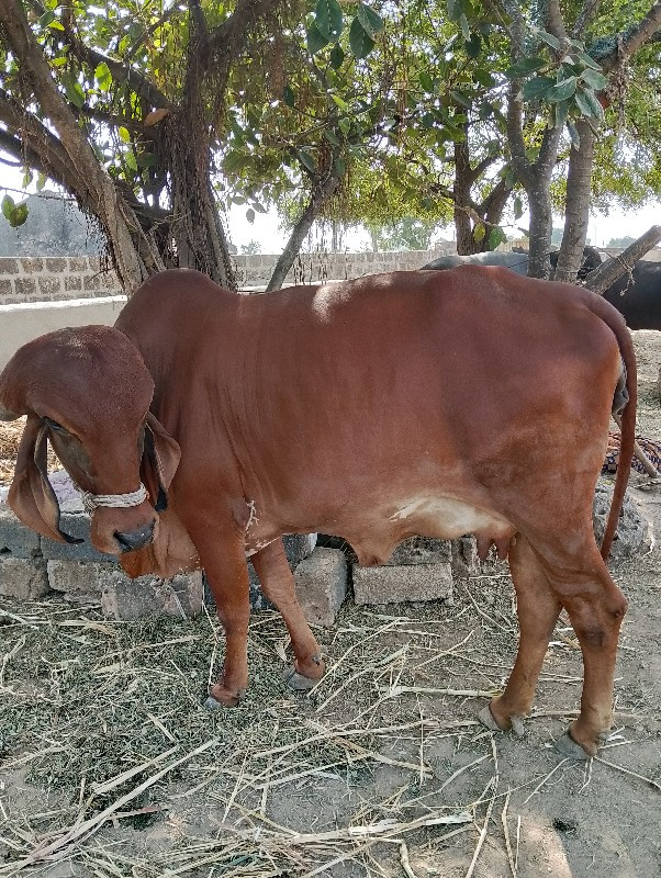 ગીર ગાય વેચવાની...