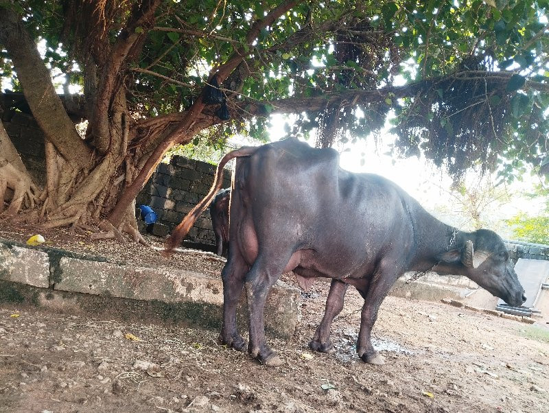 ભેસવેસવી