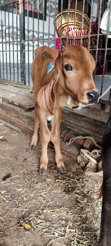 આગાયવેંચવાનીછે...