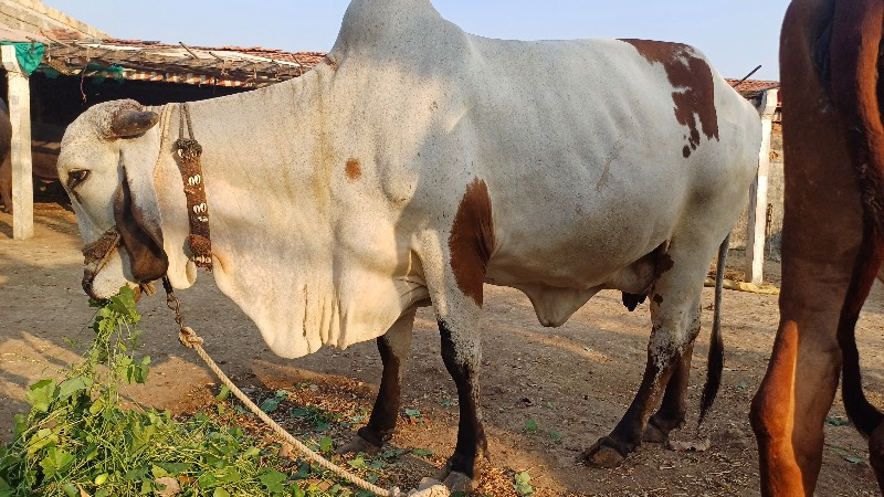 ગાય વેચવાની છે