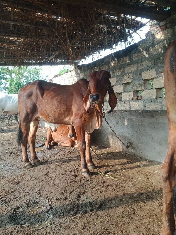 ગીર વાસરી દેવાન...