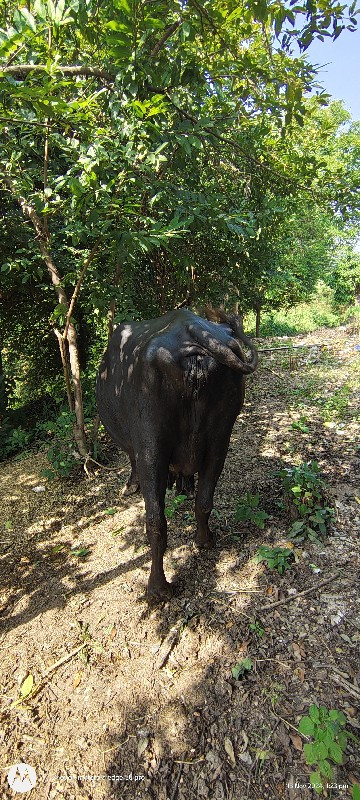 ભેંસ વેચવાની છે