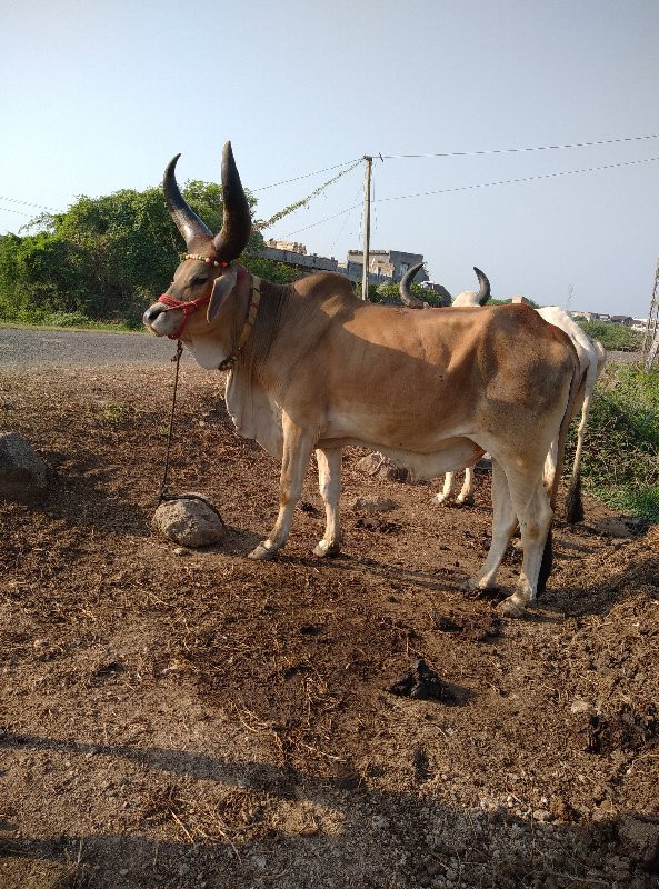 બળદ વેચવાનો છે