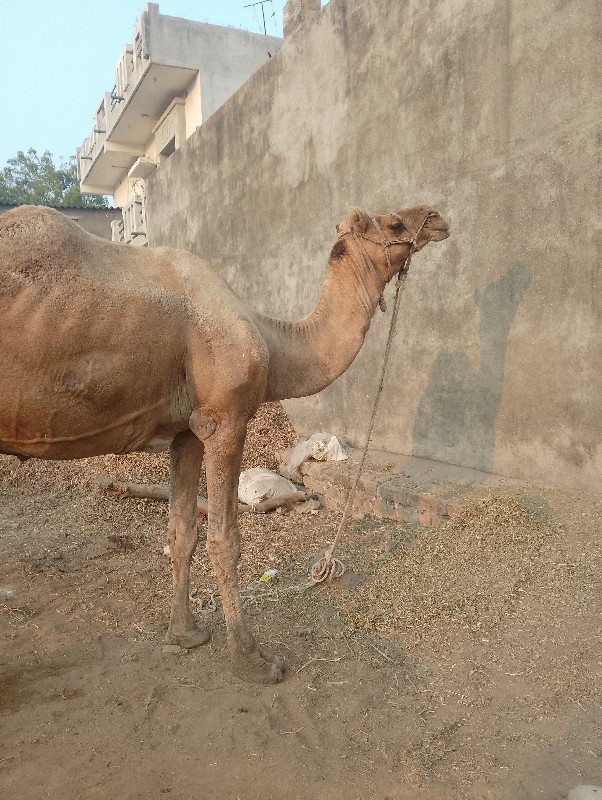 આપેલ કીમતે વેચવ...