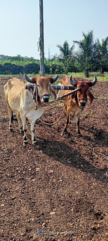 ગોઢલા વેચવાના છ...