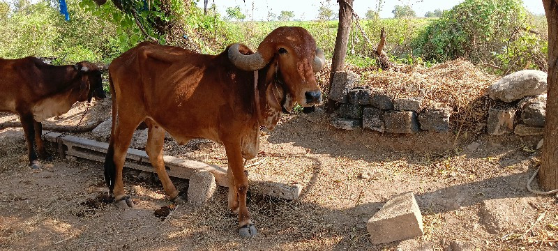 હોડકી   અને. ગા...