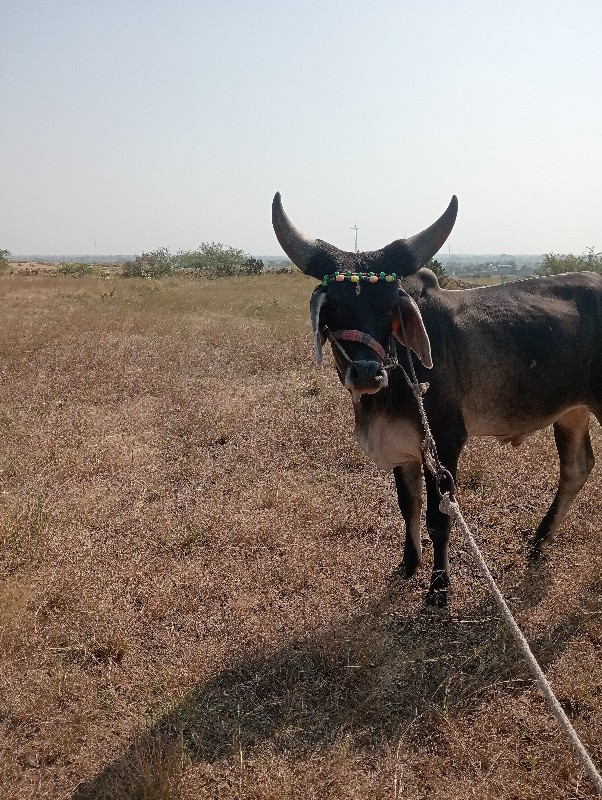 બળધ ગોઢલા વેસવા...