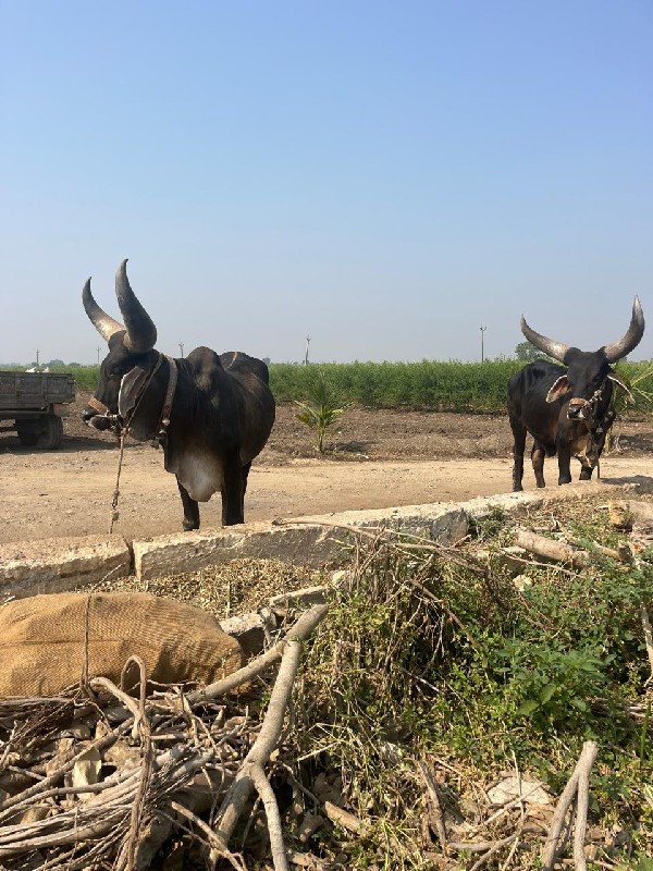 બળદ અને ગાડુ વે...