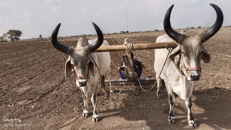 બળદ વેચવાના છે