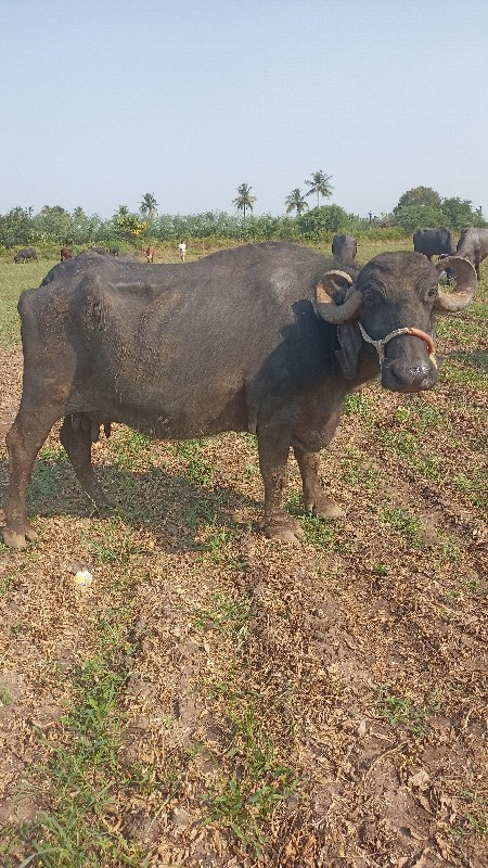 ભેંશ વેશવાની છે