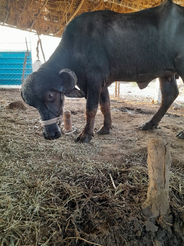 ખળેલી વેચવાની છ...