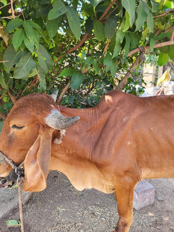 ગીર વાછડી આપવાન...