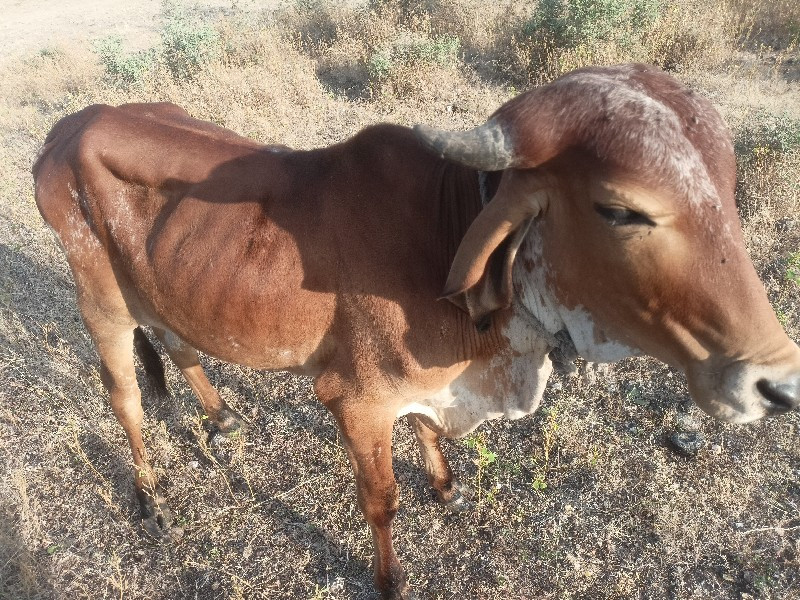 ગોઢલો વેચવાનો છ...