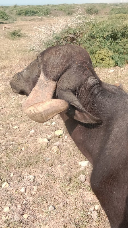 બીજું વેતર ખડેલ...