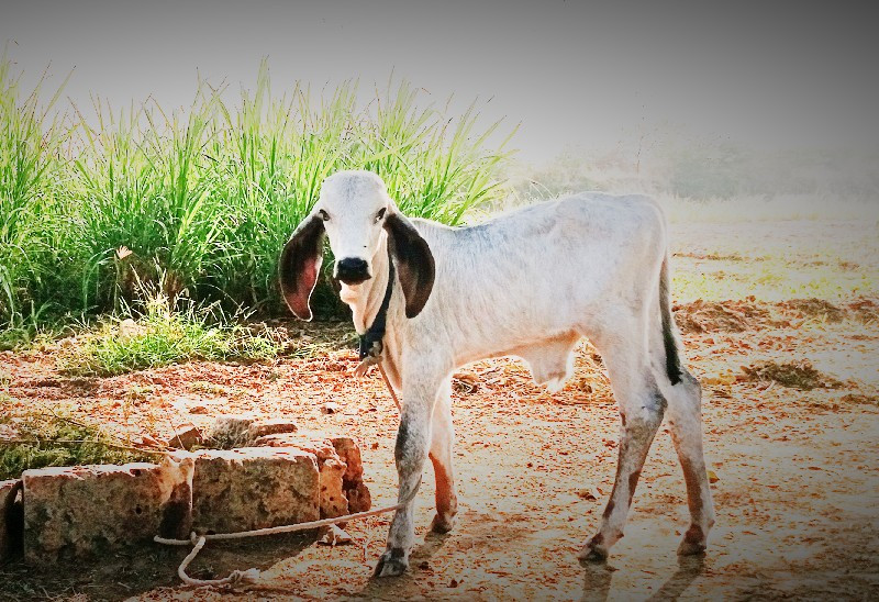 ગીર ગાય