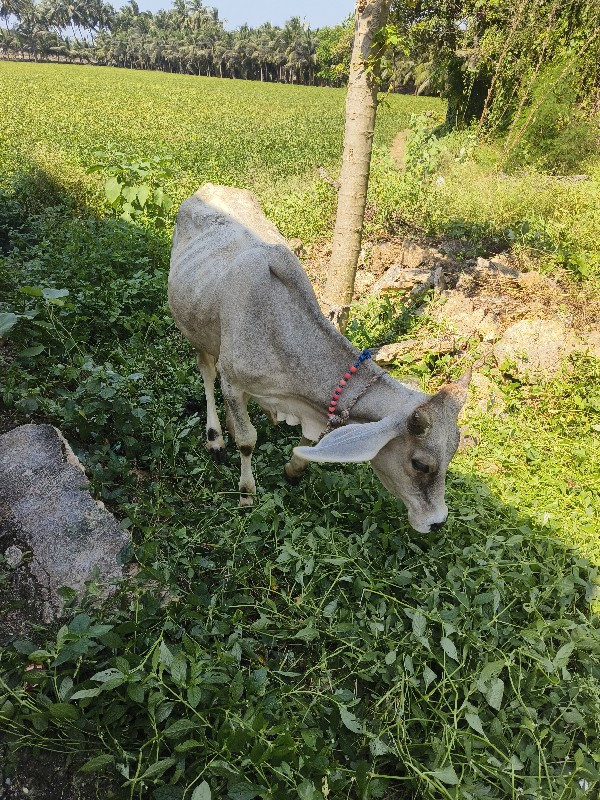 ગાય